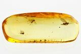 Fossil Dark-Winged Fungus Gnat, True Midge & Moth Fly in Baltic Amber #381297-1